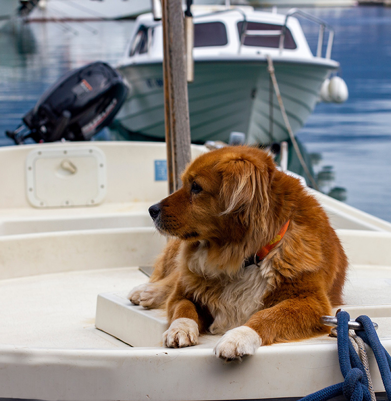pet-friendly